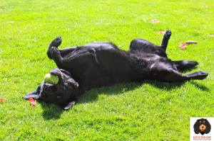 11336799_858259734256326_3722419019971716043_o