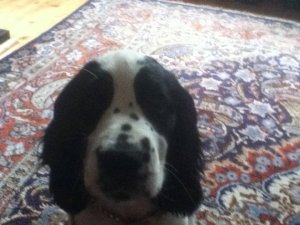 Cocker Spaniel Puppy Visit.