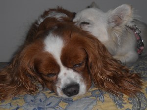 Lots of cuddles given!