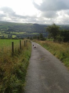Aussie Dog Care walks in the countryside.