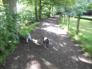 Dog Walking at Brabyns Park!