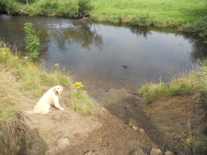 Amber at Brabyns Park.
