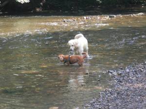Paddling at Brabyns Park.