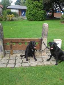 Bauer and Bobby in Memorial Park!