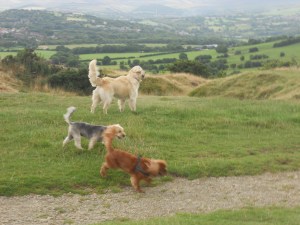 Toffee , Amber and Fudge with beautiful views.