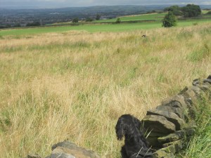 Luna looking out onto Manchester.