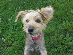 Toffee covered in cow poo! Had a lovely bath after!