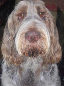 1237111_520250708057232_1824573505_n