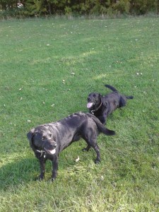 Dog Walking at Aussie Dog Care.