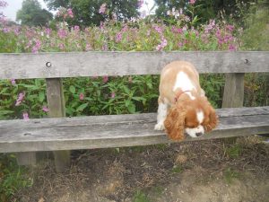 Walkies at Brabyns Park!