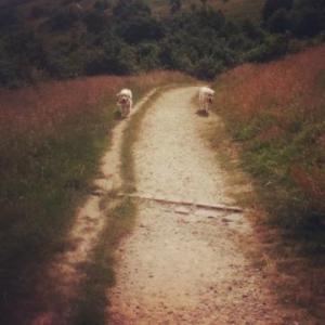 Werneth Low Country Park.