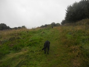 Beautiful dogs at Aussie Dog Care.