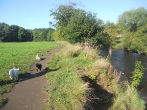 Brabyns Park at Aussie Dog Care.