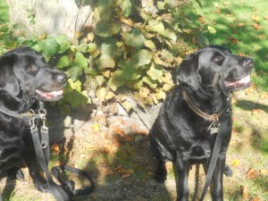 Wonderful Care at Aussie Dog Care.