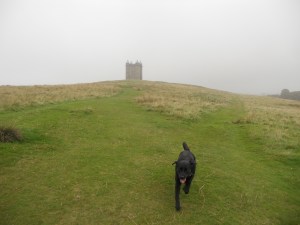 Dog Walking at Lyme Park.