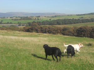 Aussie Dog Care Adventures at Lyme Park.