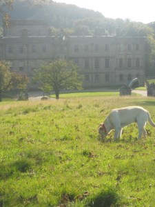 Lyme Park with Aussie Dog Care.