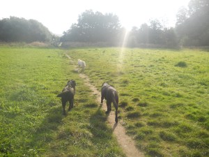 Dog Walking at Aussie Dog Care.