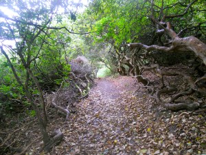 Aussie Dog Care walks.