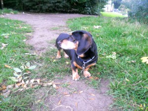 Dog Walks at Marple Dale.