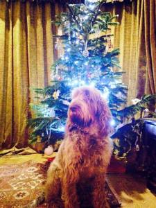 Merry Christmas in front of the tree.