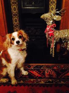 Have a fantastic christmas from everyone at Aussie Dog Care.